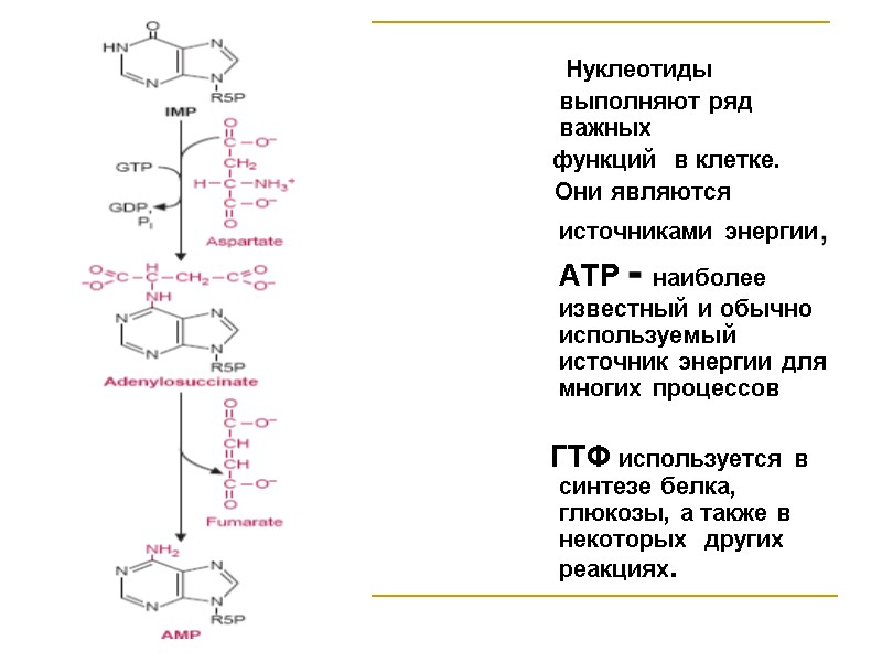 Нуклеотиды выполняют ряд важных      функций  в клетке. 